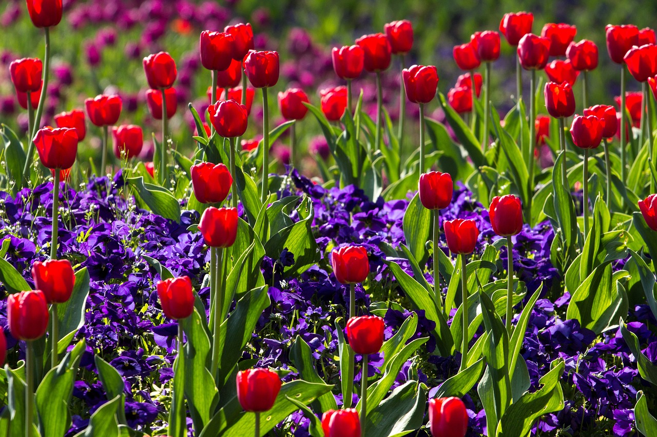 Designing a Tulip Garden